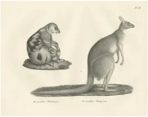 C.C. G. Zool., Spotted Phalanger and Woolly Kangaroo of Australia, 1836, Lithograph
