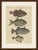 This hand coloured copper engraving of triggerfishes and a filefish, the armoured reef fishes with the locking spine that...