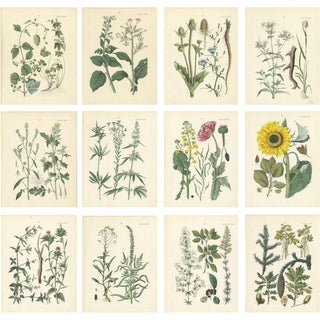 Calwer, Botanical Plates of Technical Plants, 1854, Prints, Set of 12 For Sale