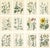 Calwer, Botanical Plates of Technical Plants, 1854, Prints, Set of 12 For Sale