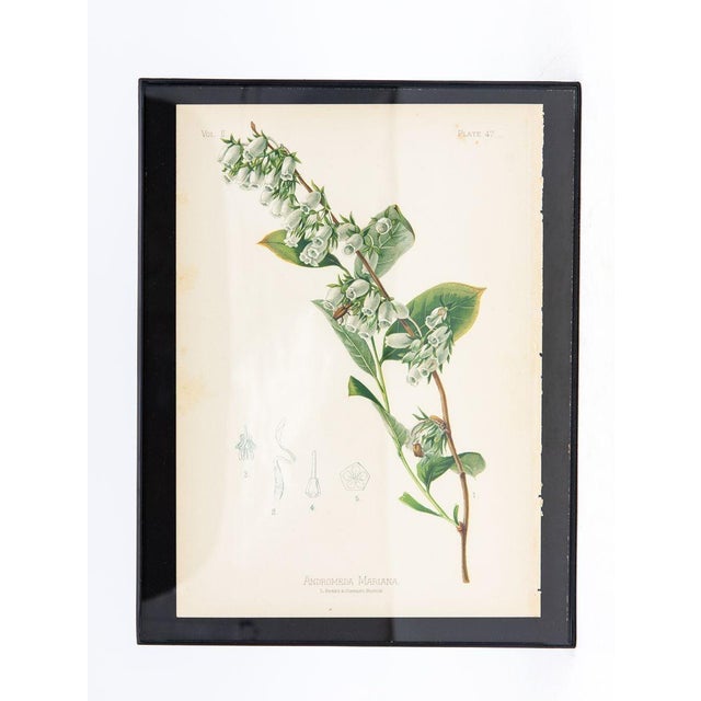 Early 20th Century Iris Versicolor Blue Flag Botanical Print on Paper, Usa Early 20th C. For Sale - Image 5 of 8