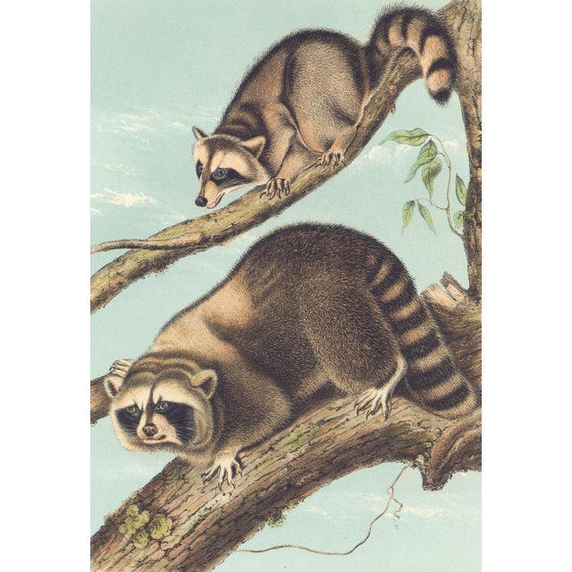 Original first edition Audubon stone lithograph from "The Viviparous Quadrupeds of North America", octavo edition, printed...