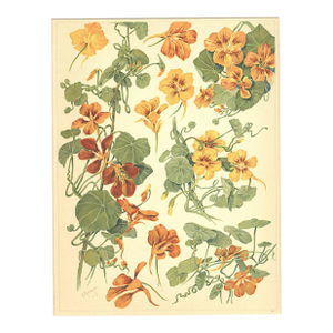 C1900 Antique French Botanical Chromolithograph by G Fraipont-Nasturtiums, Matted
