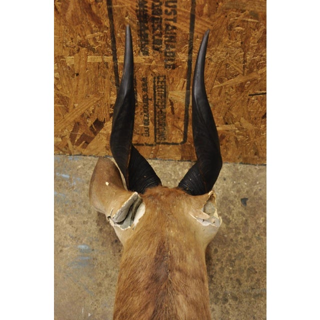 Vintage African Cape Bushbuck Taxidermy Shoulder Mount Cabin Wall Decor For Sale - Image 9 of 12