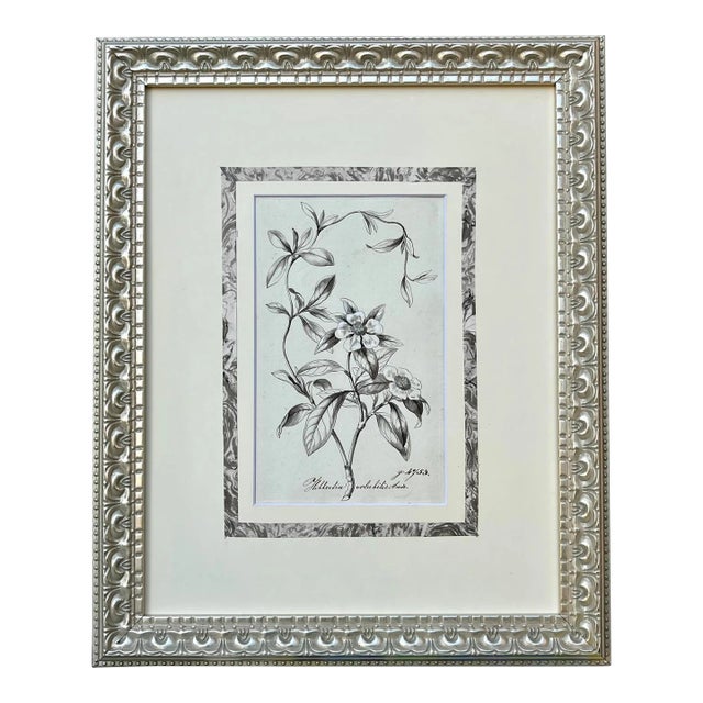 Original Antique Botanical Watercolor and Ink Painting by A. G. Weiss Circa 1865 For Sale