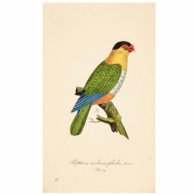 19th Century Military Macaw & Exotic Parakeet Gallery | Set of 5 Antique Hand-Colored Tropical Bird Prints For Sale - Image 4 of 8