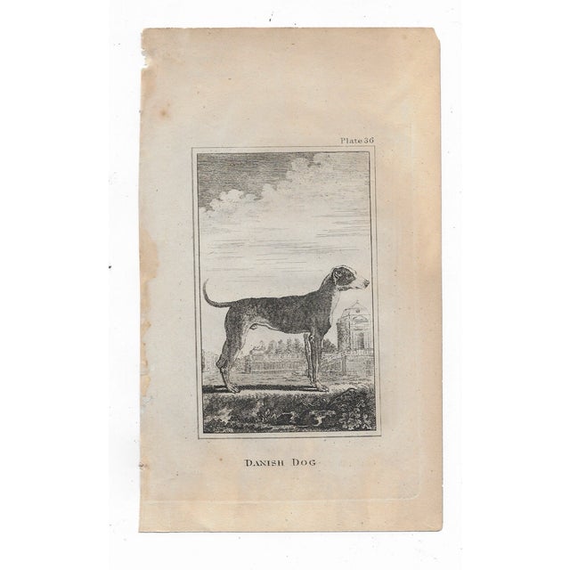 Antique engraving of "Danish Dog" by Georges-Louis Leclerc, Comte de Buffon (1707-1788) from an English printing of...