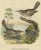 Two allied wrens from Daniel Giraud Elliot's "The New and Heretofore Unfigured Species of the Birds of North America": ---...
