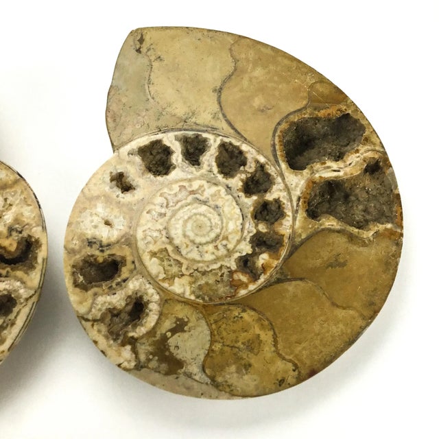 X Large Prehistoric Ammonite Fossil - A Pair For Sale - Image 4 of 12