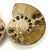 X Large Prehistoric Ammonite Fossil - A Pair For Sale - Image 4 of 12