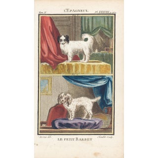 1758 Buffon Dog Engraving l'Epagneul For Sale