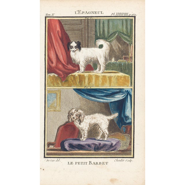 1758 Buffon Dog Engraving l'Epagneul For Sale