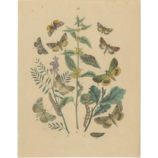 Anst. v. Hochdanz, Moths & Butterflies on Wildflowers, 1883, Paper, Set of 3 For Sale - Image 6 of 9