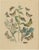 Anst. v. Hochdanz, Moths & Butterflies on Wildflowers, 1883, Paper, Set of 3 For Sale - Image 6 of 9