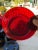 Mediterranean Vintage Textured Pebble Ruby Red Glass Dinner Plates- Set of 15 For Sale - Image 3 of 12