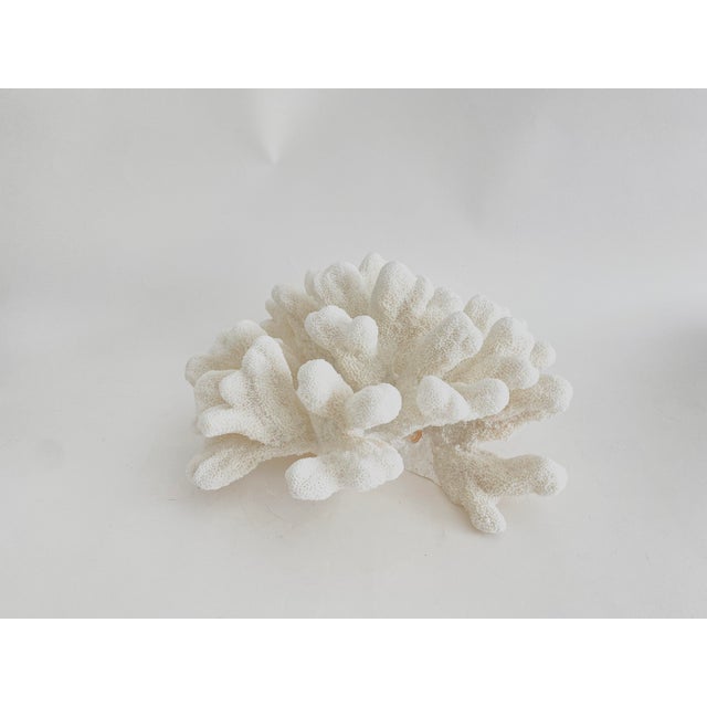 Massive Natural Catspaw Coral Specimen Coastal Home For Sale In Los Angeles - Image 6 of 6