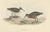 Gould, Pygmy Curlew, 1832, Paper For Sale