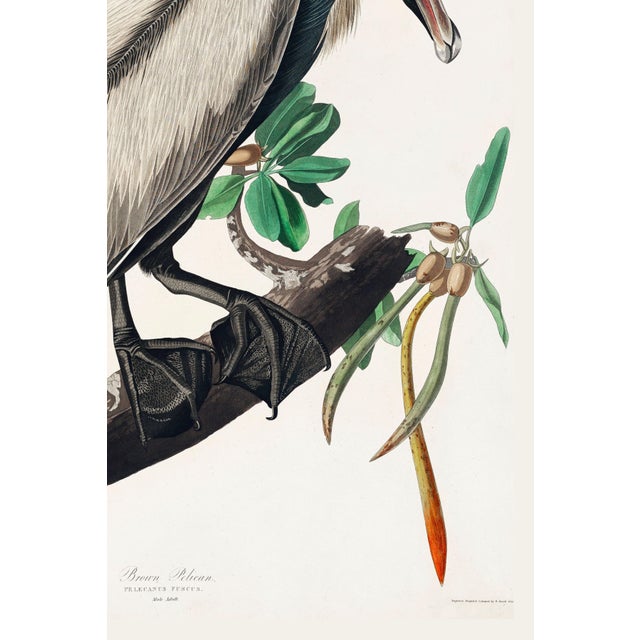 Brown Pelican by Audubon, Vintage Art Print Reproduction, 32" X 48" For Sale In Buffalo - Image 6 of 12