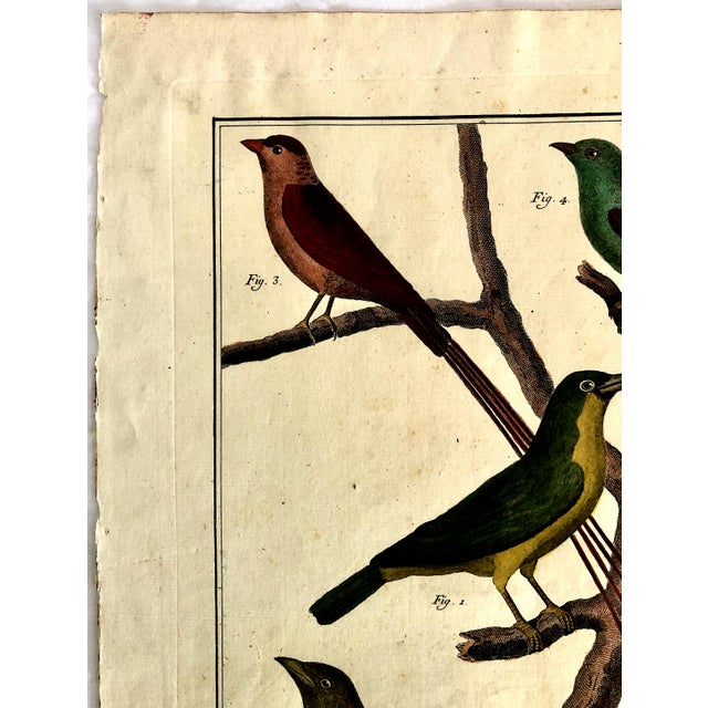 18th-Century Pair of French Hand-Colored Copperplate Engravings of Exotic Birds, by François-Nicolas Martinet For Sale - Image 4 of 18