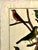 18th-Century Pair of French Hand-Colored Copperplate Engravings of Exotic Birds, by François-Nicolas Martinet For Sale - Image 4 of 18