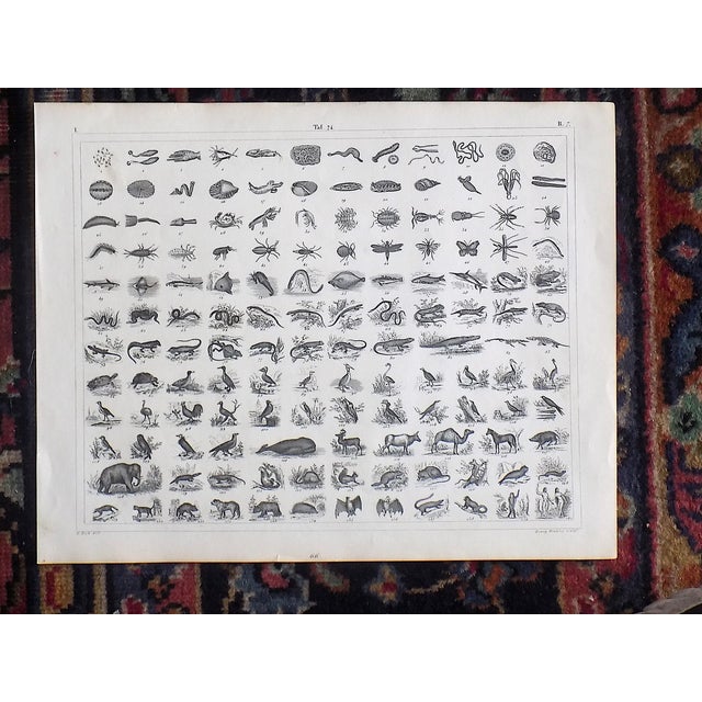 Printmaking Materials Antique 19th Century Sea Shell, Botanical & Crustacean Stone Lithographs - Set of 6 For Sale - Image 7 of 8