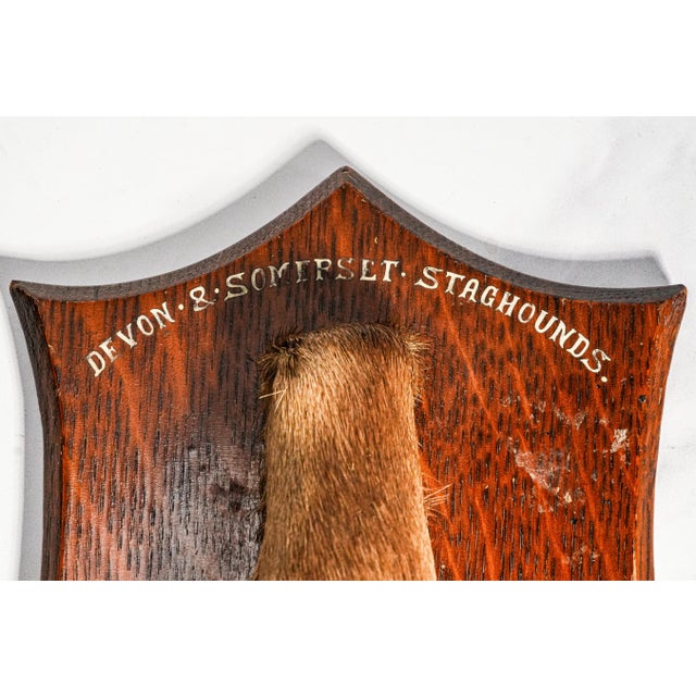 English Nice Deer Hoof Wood Shield Mounted Antique English Taxidermy Hunting Trophy For Sale - Image 3 of 14