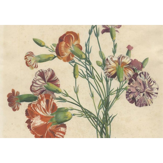 Jean-Louis Prévost, Botanical Print of Carnations, 1805, Paper For Sale - Image 6 of 9