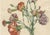 Jean-Louis Prévost, Botanical Print of Carnations, 1805, Paper For Sale - Image 6 of 9