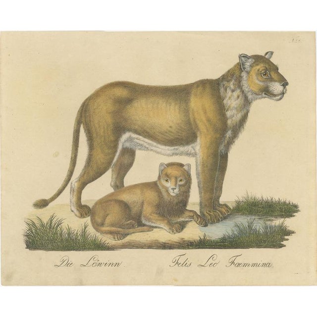 Brodtmann, Lioness and Cub, 1816, Lithograph For Sale - Image 9 of 9
