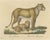 Brodtmann, Lioness and Cub, 1816, Lithograph For Sale - Image 9 of 9
