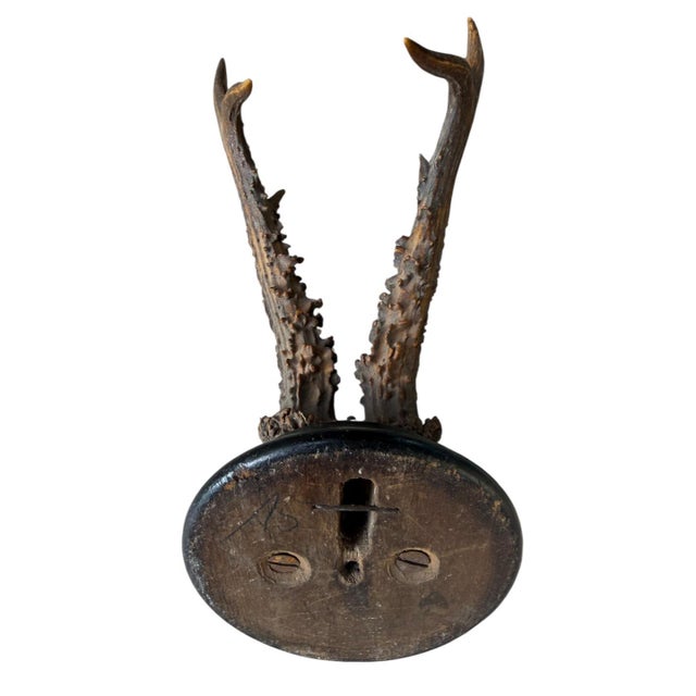 1900 - 1909 Roe Deer Trophy Rd25black Forest Antlers Mount For Sale - Image 5 of 5