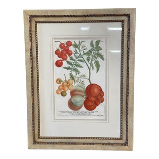 Johann Wilhelm Weinmann Tomatoes Botanical Mezzotint From Phytanthoza Iconographia (1683-1741), Circa 1740 For Sale