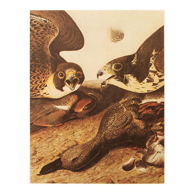 1966 Vintage Farmhouse Cottage Print "Gadwall & Prey" After John James Audubon For Sale