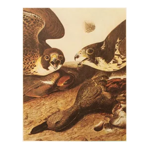 1966 Vintage Farmhouse Cottage Print "Gadwall & Prey" After John James Audubon