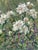 Kathy's Garden by Carol Jenkins | Oil on panel White flowers in a garden setting. For Sale