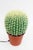 Mid-Century Modern Large Cactus Table Lamp, 1980s For Sale - Image 3 of 10