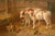 Brown English 19th Century Oil on Canvas Farm Painting Depicting Calves and Chickens For Sale - Image 8 of 9