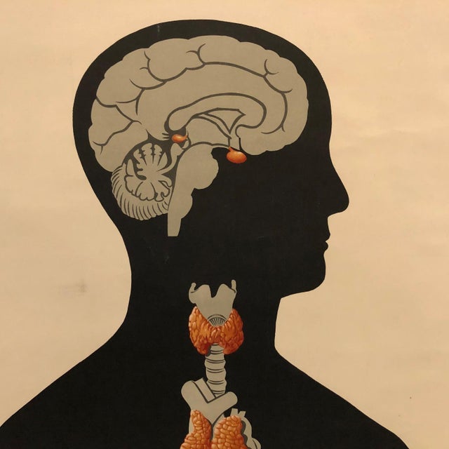 Mid 20th Century German Anatomical Educational Endocrine System Chart For Sale - Image 4 of 12