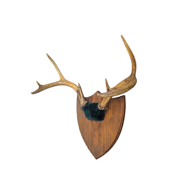 Farmhouse Vintage Stag Deer Antler Taxidermy Trophy Mount Wall Plaque For Sale - Image 3 of 5