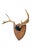 Farmhouse Vintage Stag Deer Antler Taxidermy Trophy Mount Wall Plaque For Sale - Image 3 of 5
