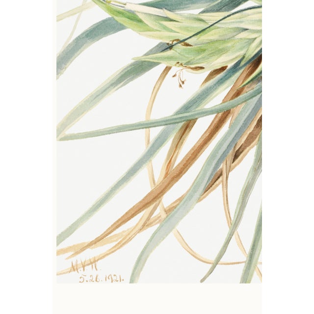 Green Wild Pineapple, Vintage Botanical Art Print Reproduction, 40" X 60" For Sale - Image 8 of 9
