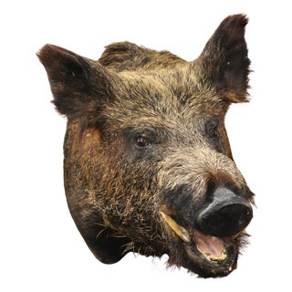 Vintage Wild Boar Head Taxidermy Hog Pig Head Wall Mount Log Cabin Decor For Sale