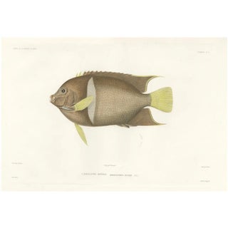 Barrois, King Angelfish, 1845, Lithograph on Paper For Sale