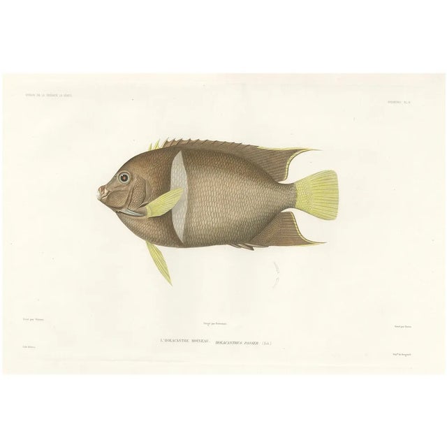 Barrois, King Angelfish, 1845, Lithograph on Paper For Sale
