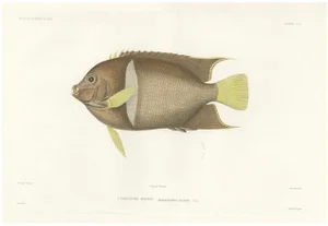 Barrois, King Angelfish, 1845, Lithograph on Paper