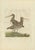 C.C. Sepp, Bird Illustration of the Great Snipe, 1797, Print For Sale