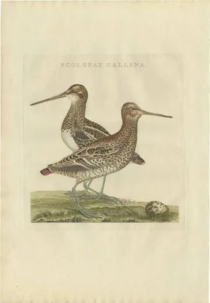 C.C. Sepp, Bird Illustration of the Great Snipe, 1797, Print