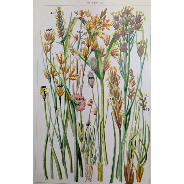 Late 19th Century John Allen Victorian Wildflower Chromolithograph Set of 3, c.1891 – Plates 11, 4, 28 For Sale - Image 5 of 5