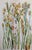 Late 19th Century John Allen Victorian Wildflower Chromolithograph Set of 3, c.1891 – Plates 11, 4, 28 For Sale - Image 5 of 5