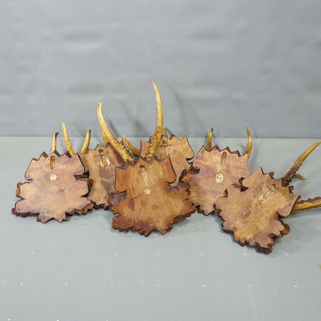 Brown Antique Collection of Six Roe Deer Trophies, Germany Ca. 1890s / 1900s For Sale - Image 8 of 10